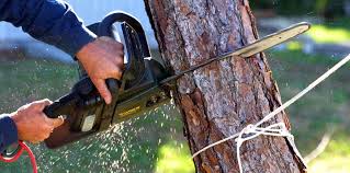 How Our Tree Care Process Works  in  North Bellmore, NY